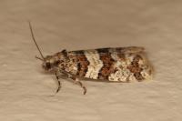 Isotrias rectifasciana