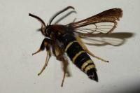 Paranthrene tabaniformis