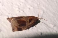 Archips crataegana