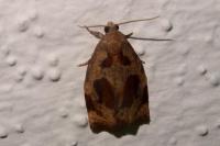 Archips crataegana