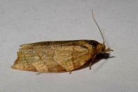Pandemis cerasana