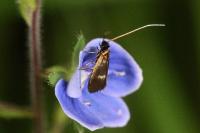 Cauchas fibulella