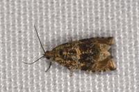 Celypha lacunana