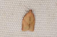 Clepsis consimilana