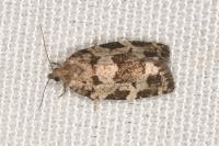 Dichelia histrionana
