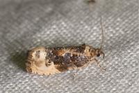 Hedya nubiferana