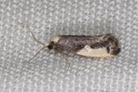Monopis monachella