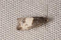 Notocelia cynosbatella