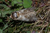 Cossus cossus