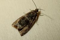 Celypha lacunana