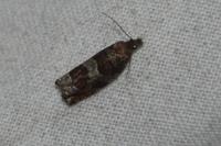 Ancylis achatana