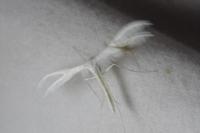 Pterophorus pentadactylus