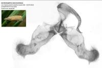 Dichrorampha vancouverana