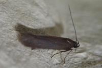 Monochroa tenebrella