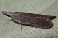 Anarsia spartiella