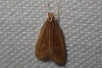 Helcystogramma rufescens