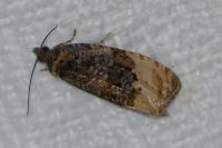 Hedya ochroleucana
