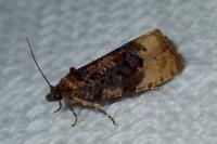 Hedya ochroleucana