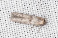 Blastobasis