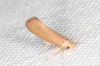 Crassa unitella
