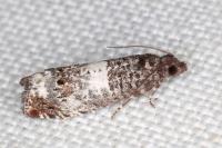 Notocelia trimaculana