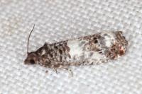 Notocelia trimaculana