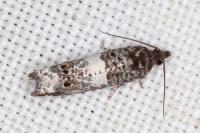 Notocelia trimaculana