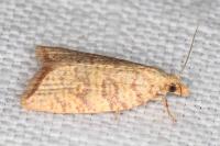 Aleimma loeflingiana