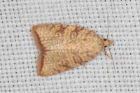 Aleimma loeflingiana