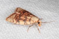 Aleimma loeflingiana
