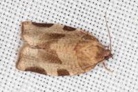 Choristoneura hebenstreitella
