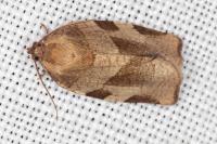 Choristoneura hebenstreitella