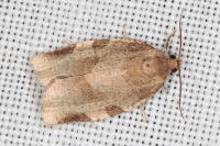 Choristoneura hebenstreitella