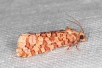 Lozotaeniodes formosana
