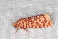 Lozotaeniodes formosana