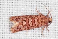Lozotaeniodes formosana