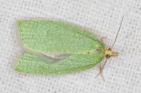 Tortrix viridana