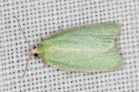 Tortrix viridana