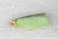 Tortrix viridana