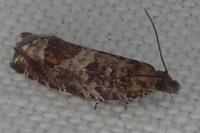 Ancylis achatana