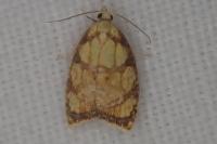 Acleris bergmanniana