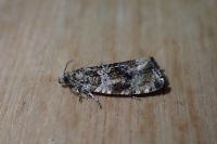 Celypha lacunana