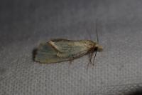 Agapeta hamana