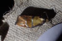 Ptycholoma lecheana