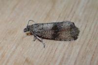 Celypha striana