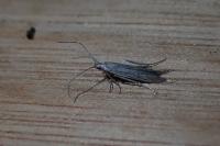 Coleophora