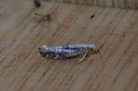 Argyresthia spinosella