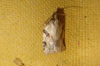 Clepsis spectrana