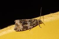 Celypha lacunana