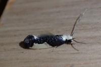 Monopis monachella